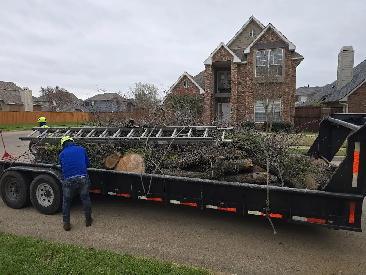 Expert Deadwooding with proper safety equipment in Vandalia